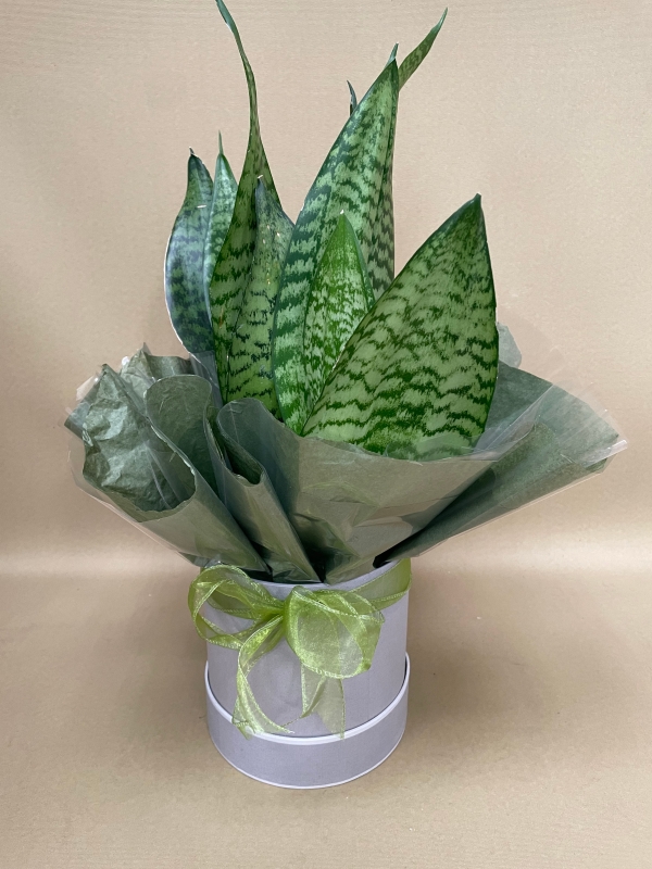 Florist choice houseplant